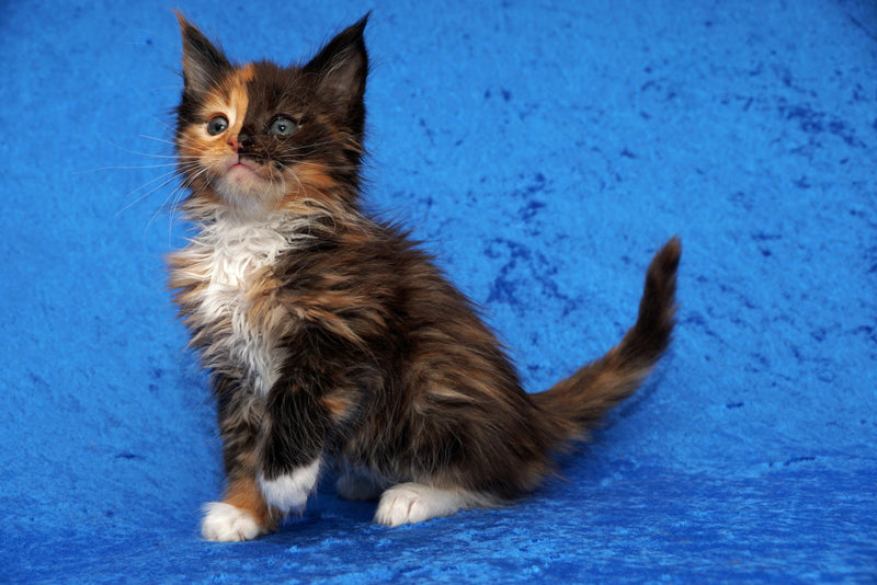 Kittens due. The kitten above is sold but we have kittens due from 2 litters around 4/15/2025. We will also have another breeding in April. We are accepting reservations at this time. Call for details. 330-760-1840.